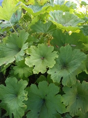 Darmera peltata