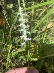 Spiranthes arcisepala