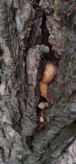 Gymnopilus luteofolius