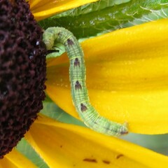 Eupithecia miserulata