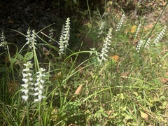 Spiranthes arcisepala