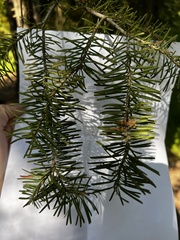 Abies lasiocarpa