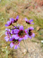 Leucocoryne purpurea