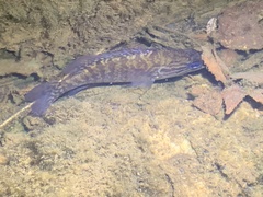 Lepomis gulosus