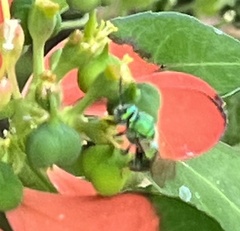 Agapostemon