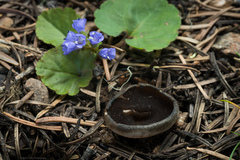 Dissingia leucomelaena