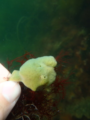 Halichondria panicea