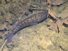 Lepomis gulosus
