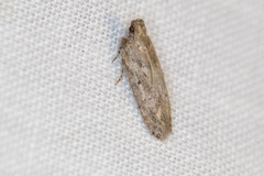 Hypatima