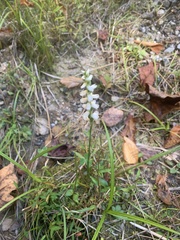 Spiranthes arcisepala