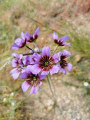 Leucocoryne purpurea