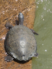 Phrynops williamsi