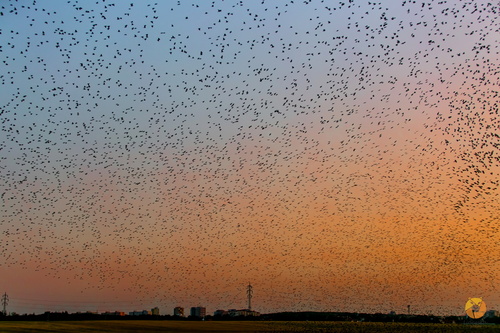 Paprastasis varnėnas nuotrauka