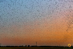 Common Starling photo 5