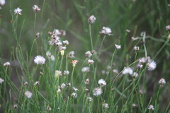 Chloracantha spinosa