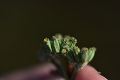 Cyathoselinum tomentosum