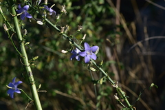 Campanula pyramidalis