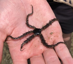 Ophiocoma scolopendrina