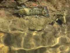 Procambarus spiculifer