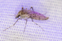 Chaoborus punctipennis