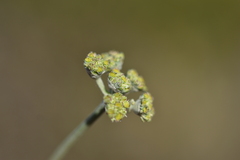 Cyathoselinum tomentosum