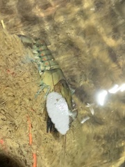 Procambarus spiculifer