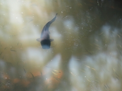 Steindachneridion melanodermatum