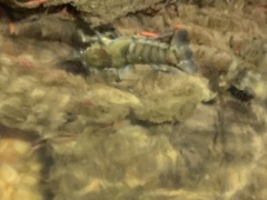 Procambarus spiculifer