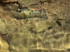 Procambarus spiculifer