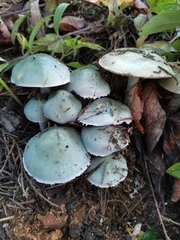 Stropharia aeruginosa