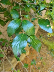 Viburnum carlesii