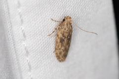 Hypatima