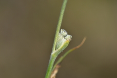 Cyathoselinum tomentosum