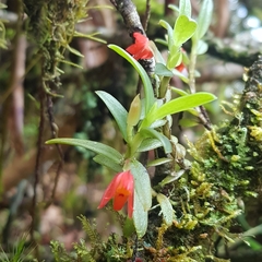 Fernandezia sanguinea