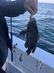 Centropristis striata