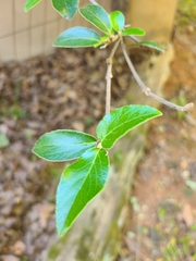 Viburnum carlesii