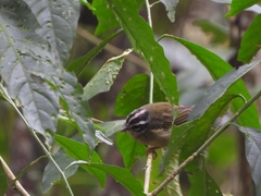 Basileuterus tristriatus
