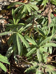 Lupinus polyphyllus