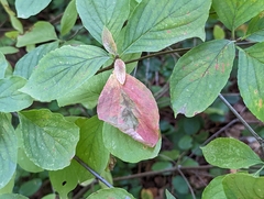Cornus nuttallii