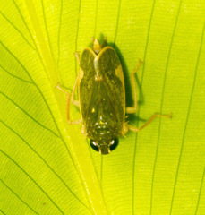 Coelidiinae