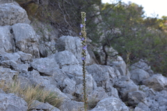 Campanula pyramidalis