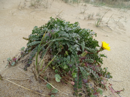 Hyoseris lucida, photograph 5