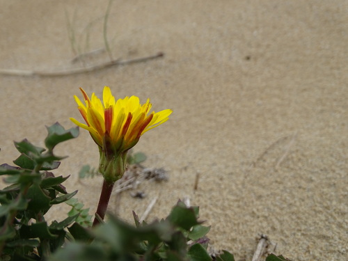 Hyoseris lucida, photograph 4