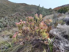 Leucadendron daphnoides