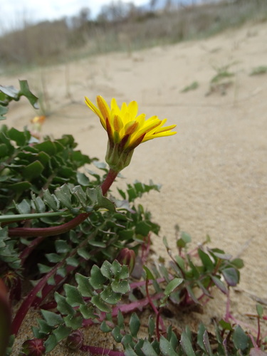 Hyoseris lucida, photograph 3
