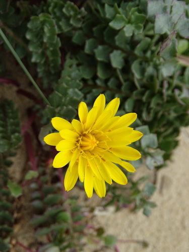 Hyoseris lucida, photograph 2