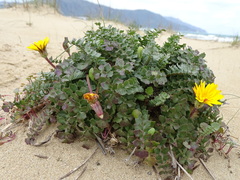 Hyoseris lucida