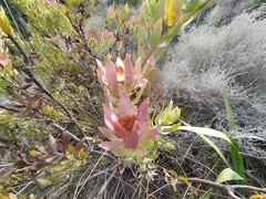 Leucadendron daphnoides