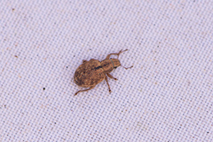 Strophosoma melanogrammum