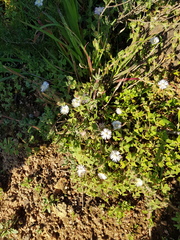 Drosanthemum hispifolium